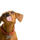 Illustration for article titled Shooting Challenge Pets Gallery 2